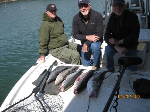 Nice Striped Bass